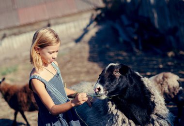 Kırsalda bir kız koçbaşını besler.