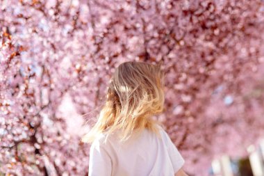 Genç kadın gezgin kiraz çiçeklerini ya da sakura çiçeklerini arıyor.