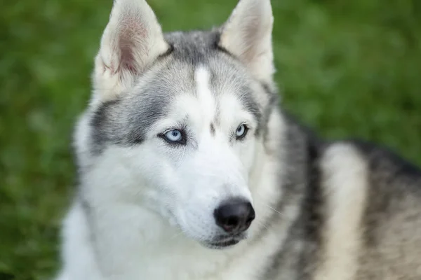 Portrait Siberian Husky Age One Year — Stock Photo, Image