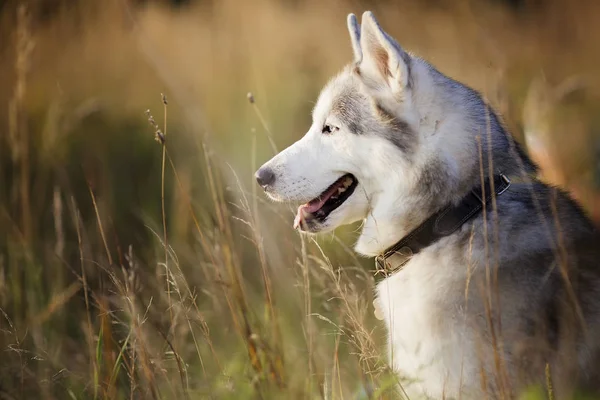 Retrato Edad Husky Siberiana Año —  Fotos de Stock