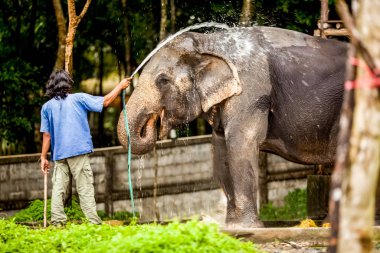 adam bir fil üzerinde su dökme
