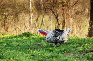 Hindi-horoz yeşil bir çim üzerinde yürür. Büyük güzel hindi-horoz