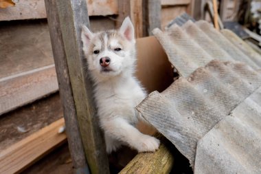 kamera bakıyor Husky köpek yavrusu