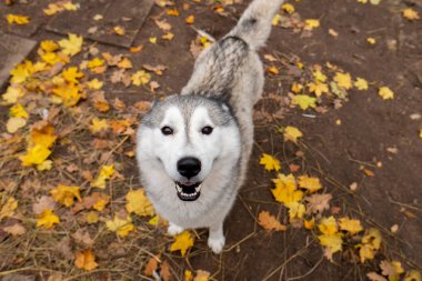 Husky kamera bakıyor