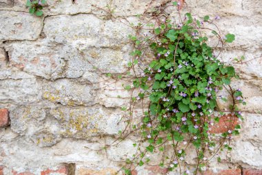 yeşil çimen bir taş duvara büyür
