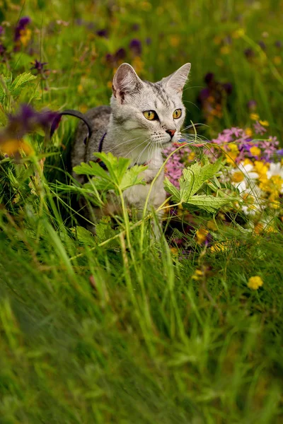 Gato doméstico adulto blanco y amarillo sentado en la hierba y mirando hacia el lado derecho —  Fotos de Stock