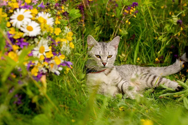 Bílé a žluté pro dospělé domácí kočka sedící v trávě a při pohledu na pravou stranu — Stock fotografie