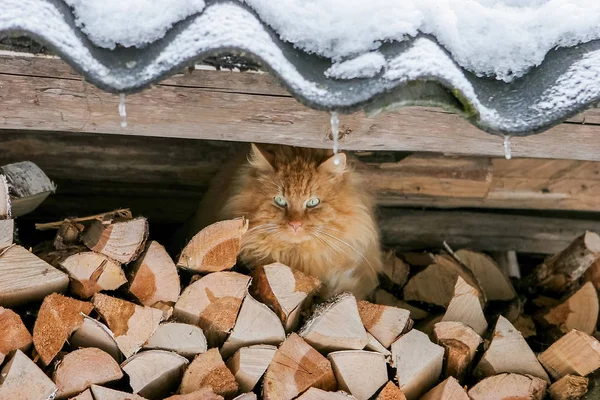 Gato doméstico en una pila de leña , —  Fotos de Stock