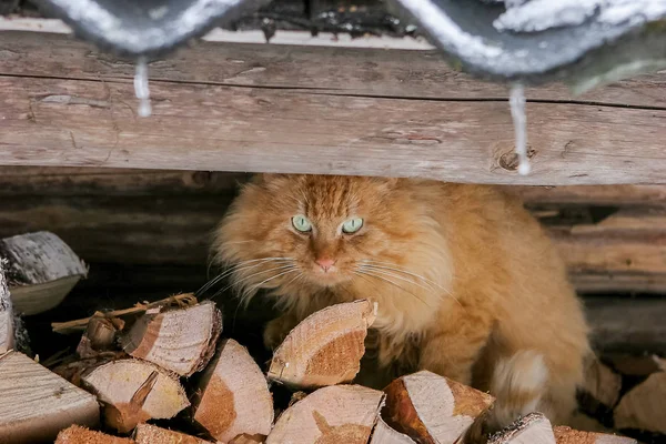 Domestic cat on a stack of firewood — Stock Photo, Image