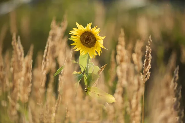 Beautiful blooming sunflowers in field farming garden with clear sunny day blue sky background in the summer morning, Thailand. Sunflowers oil is the non-volatile oil from seeds.