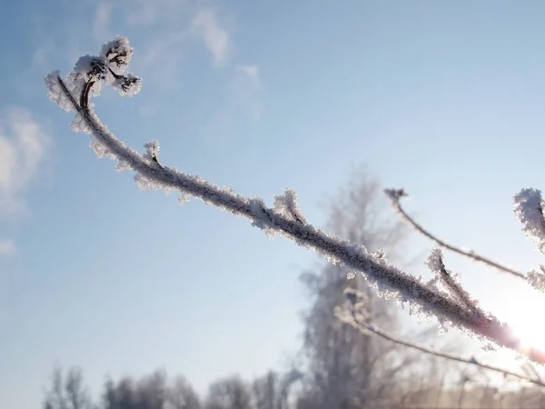 Winter achtergrond met het bevroren gras — Stockfoto