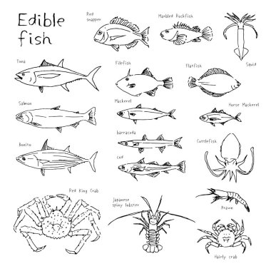 Type of edible fishes, hand drawn sketch illustration clipart