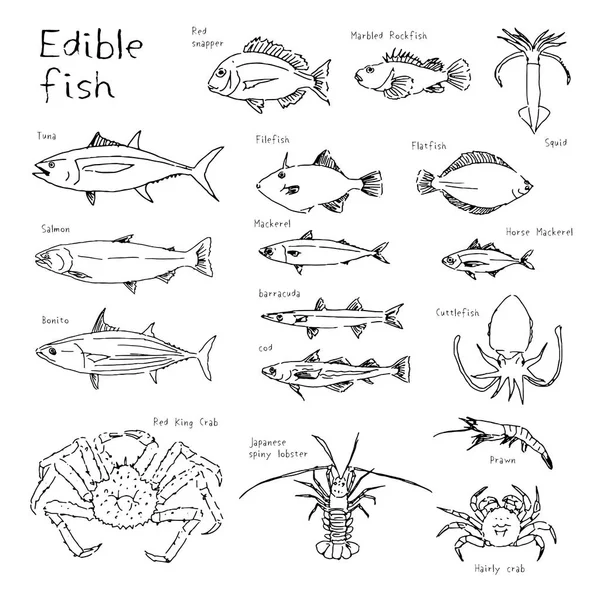 Tipo di pesci commestibili, illustrazione schizzo disegnato a mano — Vettoriale Stock