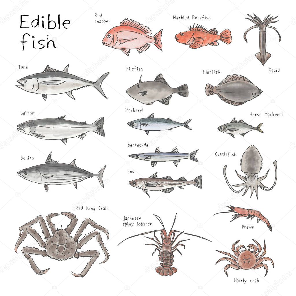 Type of edible fishes, hand drawn sketch watercolor illustration