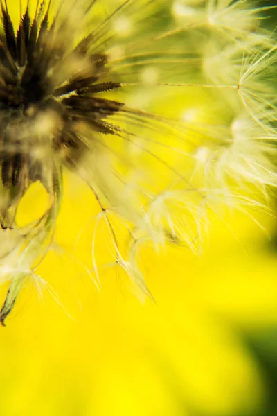 Magische Löwenzahnflaum Nahaufnahme Foto — Stockfoto