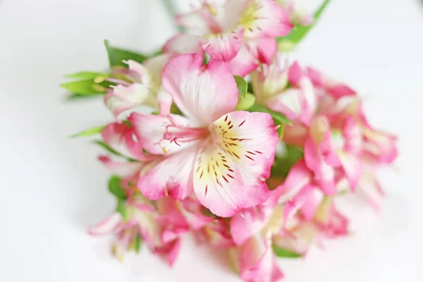 Fleur Alstroemeria Rose Blanche Comme Bouquet — Photo