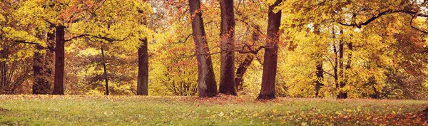 Fák a mezőn ősszel — Stock Fotó