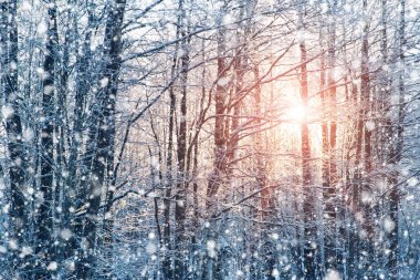 trees covered with snow in the forest in winter clipart