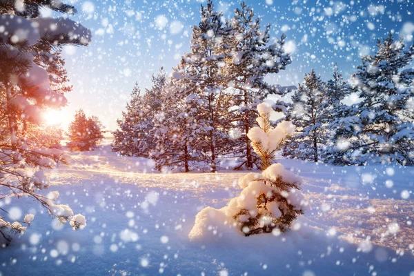 Albero nel paesaggio invernale — Foto Stock