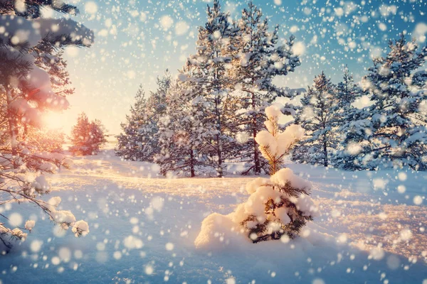 冬景色の木 — ストック写真