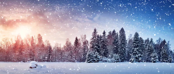 Träd i vinterlandskapet — Stockfoto