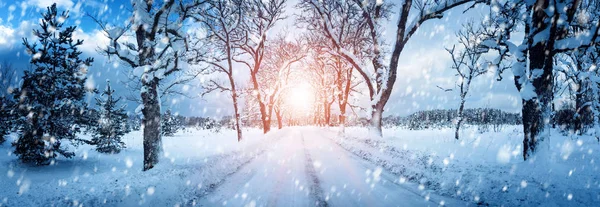 Зимова Панорама Дорозі Через Засніжену Алею — стокове фото
