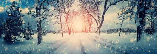 Winter Panorama Weg Door Naaldhout Bos — Stockfoto