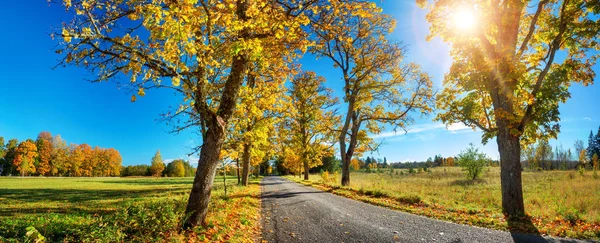 Асфальтовая Дорога Красивыми Деревьями Бокам Осенью — стоковое фото