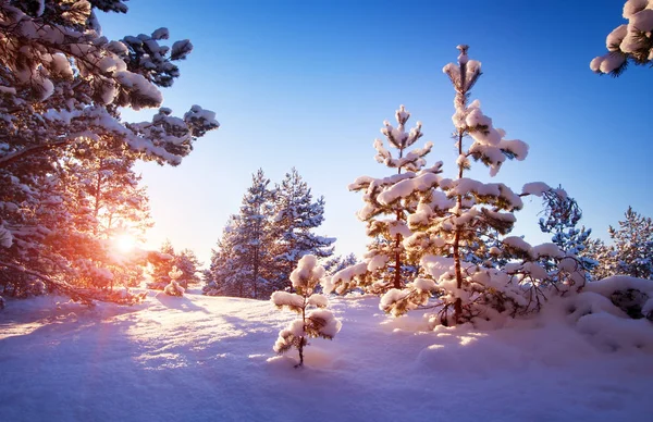 Árbol en invierno paisaje —  Fotos de Stock