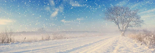 Einsamer Baum im Winter im Gelände — Stockfoto