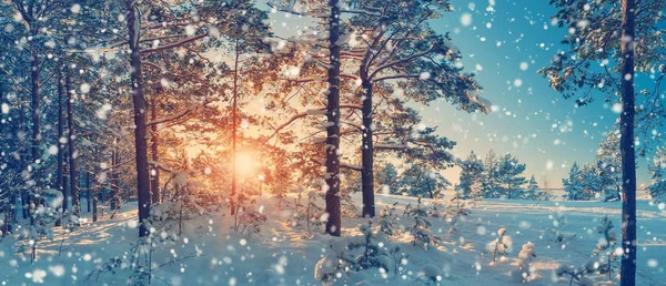 松の木の雪で覆われて — ストック写真