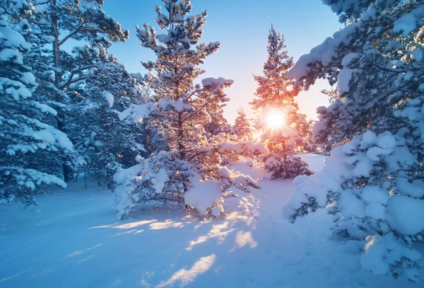 Árvore na paisagem de inverno — Fotografia de Stock