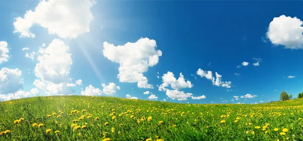 黄色のタンポポと青い空と緑のフィールド ふわふわの雲の美しい日当たりの良い天候で草原の上に花 — ストック写真