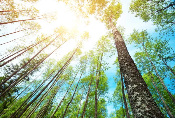 在阳光下的晨光下公园里的树叶 夏天森林里的绿叶 — 图库照片