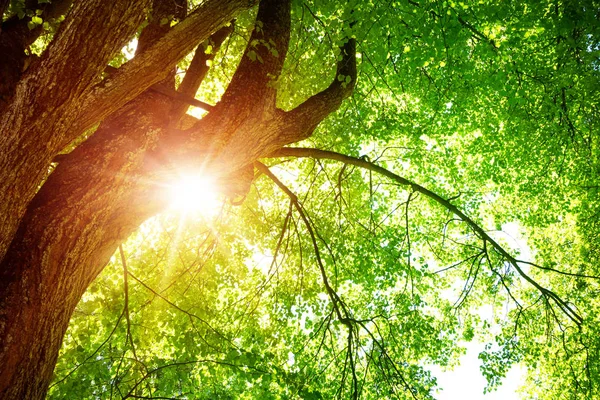 Folhagem Árvore Parque Luz Manhã Com Luz Solar Folhas Verdes — Fotografia de Stock