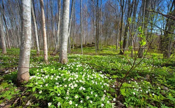 Puu Jossa Valkoisia Kevätkukkia Auringonsäteitä Metsämaisema Aurinkoisena Päivänä — kuvapankkivalokuva