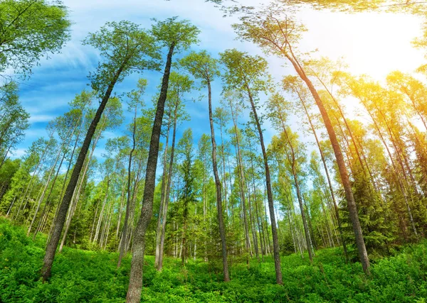 Tree Foliage Park Morning Light Sunlight Green Leaves Forest Summer Stock Image