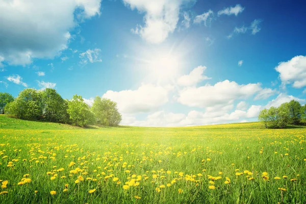 Field Yellow Dandelions Blue Sky Royalty Free Stock Photos