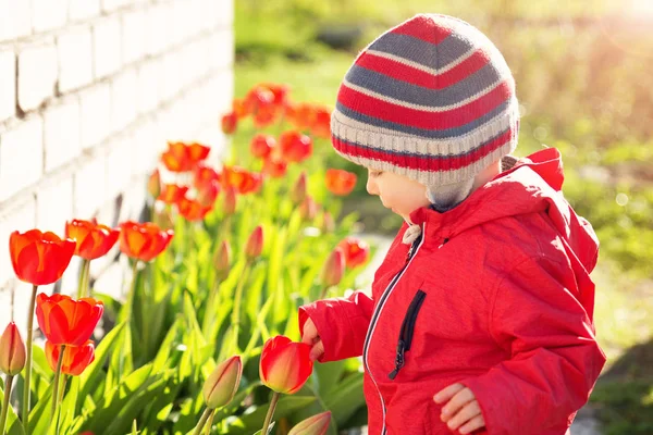 小さな子供が美しい春の日に 花壇のチューリップの臭いがします 屋外の庭の男の子 — ストック写真