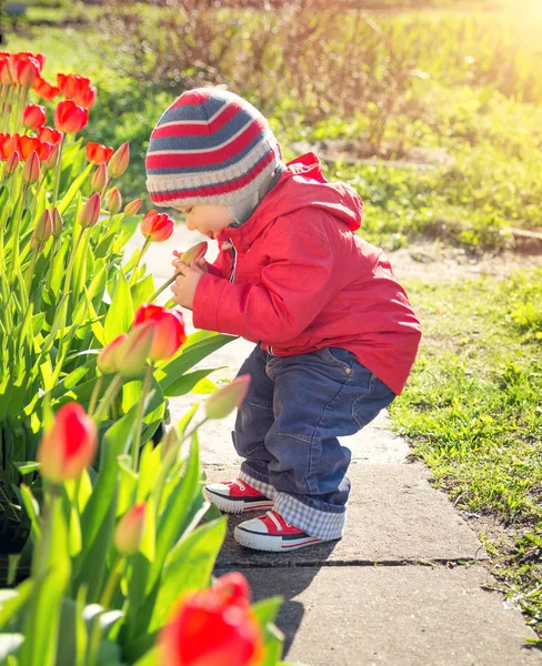 Malé Dítě Vonící Tulipány Záhon Krásný Jarní Den Chlapeček Venku — Stock fotografie