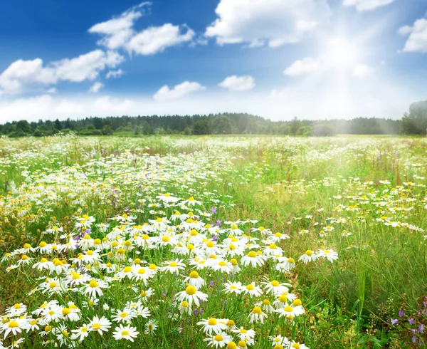 Campo Con Fiori Camomilla Cielo Blu — Foto Stock