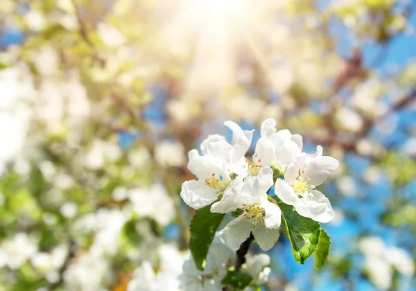 Fond Flou Pommier Fleurs Printemps Par Belle Journée Ensoleillée — Photo