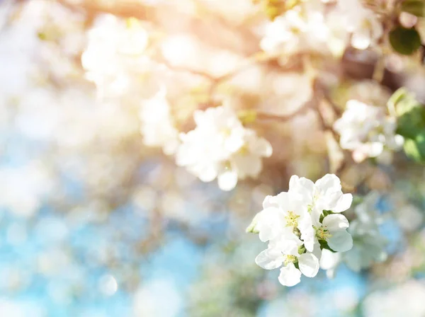 Niewyraźne Tło Jabłoni Wiosenne Kwiaty Piękny Słoneczny Dzień — Zdjęcie stockowe