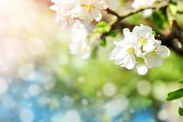 Fond Flou Pommier Fleurs Printemps Par Belle Journée Ensoleillée — Photo