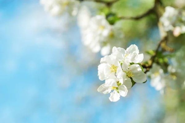 Niewyraźne Tło Jabłoni Wiosenne Kwiaty Piękny Słoneczny Dzień — Zdjęcie stockowe