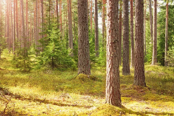 Pine Forest Panorama Zomer Bomen Het Bos Met Prachtige Zonlicht — Stockfoto