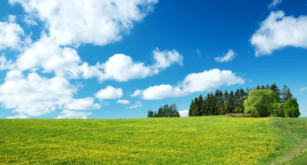 タンポポの黄色と青い空のフィールド — ストック写真