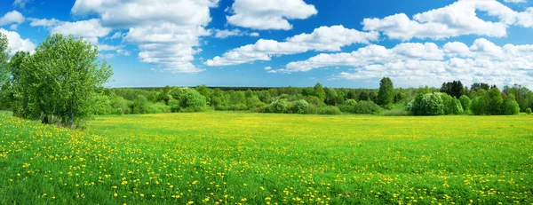 Alan Sarı Dandelions Mavi Gökyüzü Ile — Stok fotoğraf