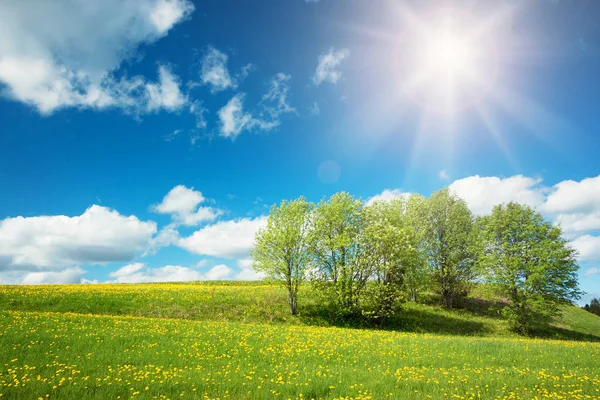 Champ Avec Pissenlits Jaunes Ciel Bleu — Photo