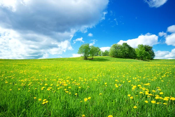 Field Yellow Dandelions Blue Sky — Stock Photo, Image